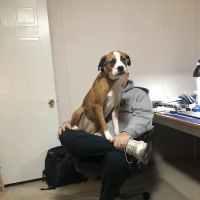 Cumberland Animal Hospital ico