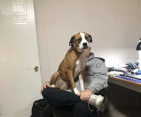 Cumberland Animal Hospital