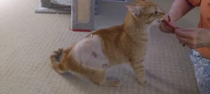Cumberland Animal Hospital Picture 3