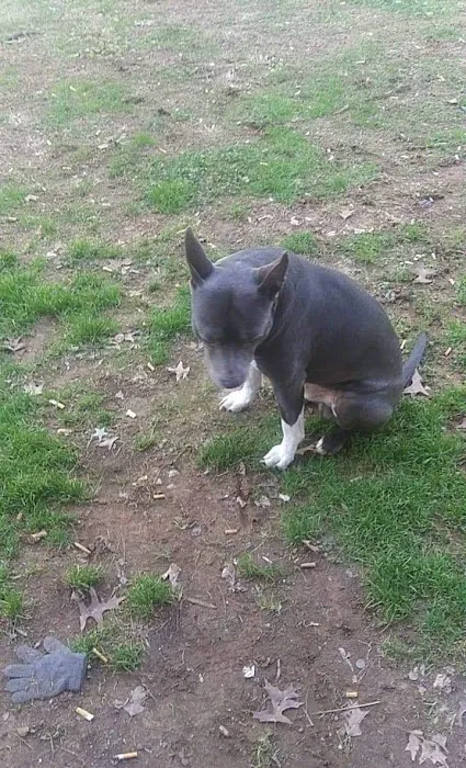 Cumberland Animal Hospital Picture 10