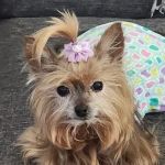 Cypress Creek Animal Hospital