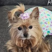 Cypress Creek Animal Hospital ico