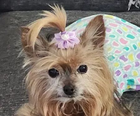 Cypress Creek Animal Hospital