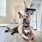 Apollo Veterinary Wimberley