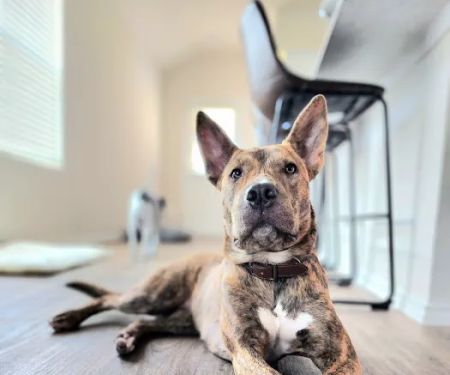 Apollo Veterinary Wimberley