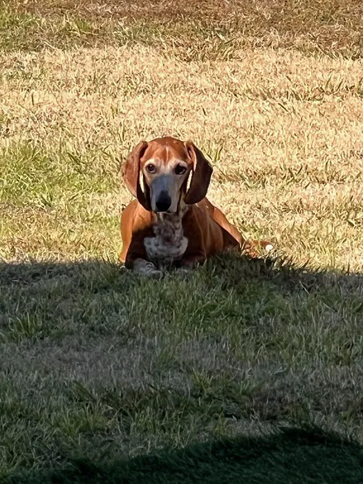 Apollo Veterinary Wimberley Picture 4