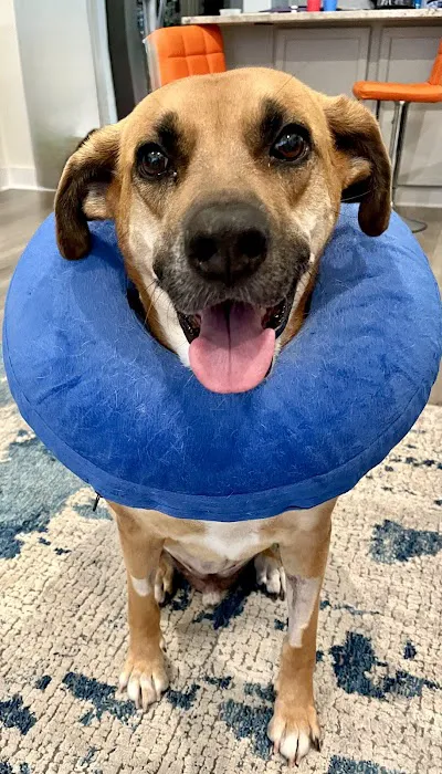 Apollo Veterinary Wimberley Picture 5