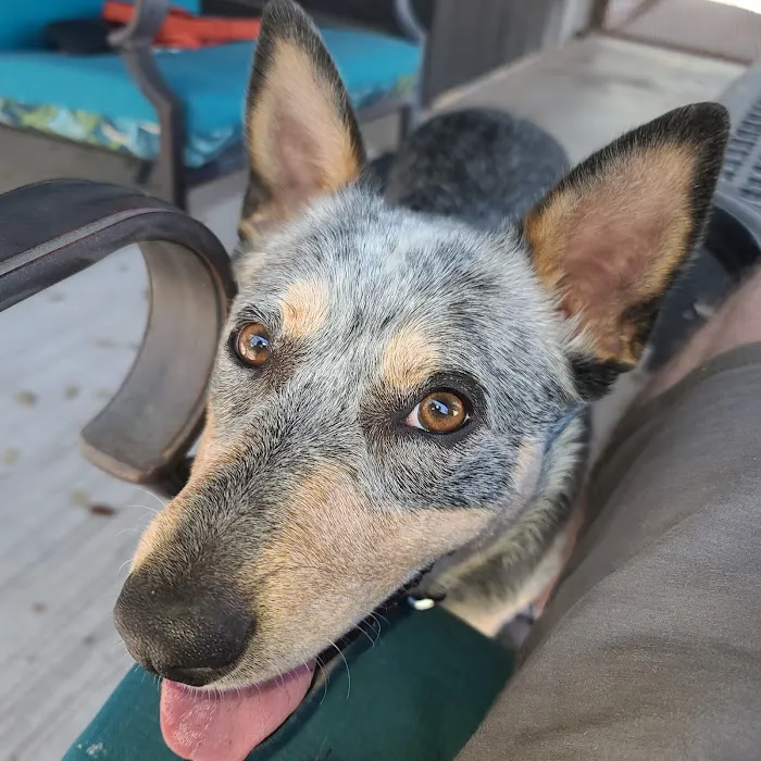 Apollo Veterinary Wimberley Picture 7