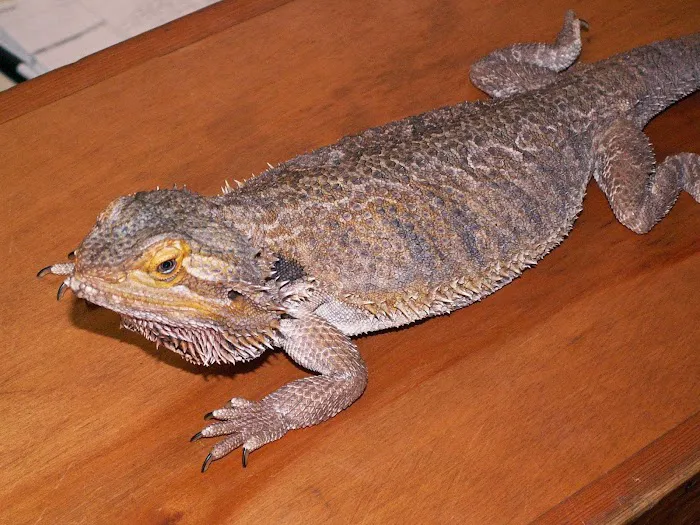 Wimberley Veterinary Clinic Picture 8