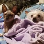 Spring Mill Veterinary Service