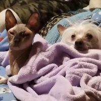 Spring Mill Veterinary Service ico