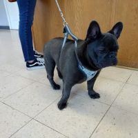 Kirk Veterinary Service ico
