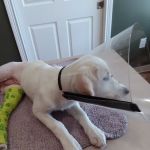 Orange County Animal Clinic