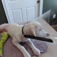 Orange County Animal Clinic ico