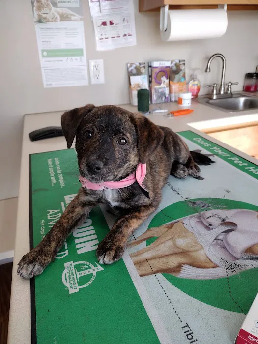 Orange County Animal Clinic Picture 2