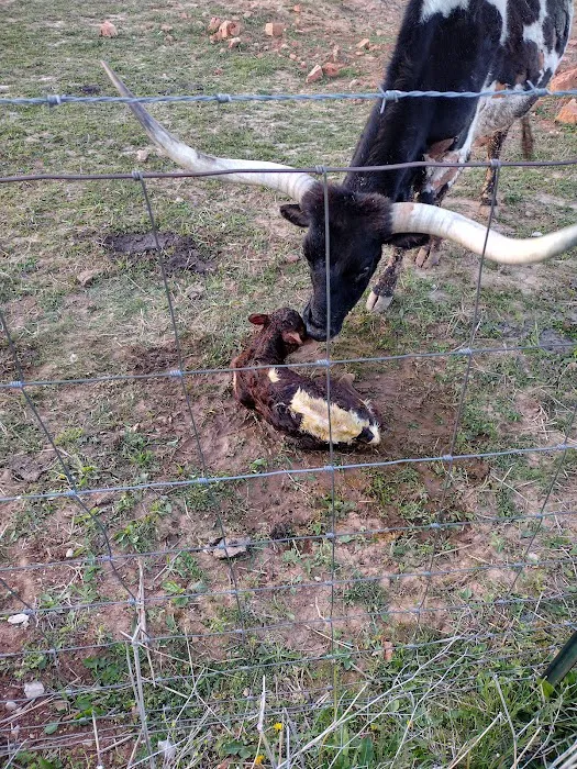 Orange County Animal Clinic Picture 4