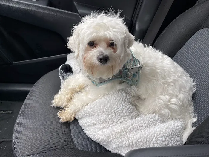 Orange County Animal Clinic Picture 6