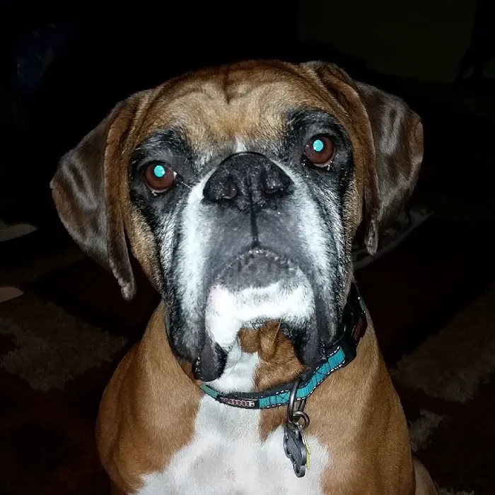 Orange County Animal Clinic Picture 9