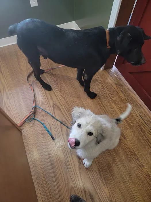 Orange County Animal Clinic Picture 10