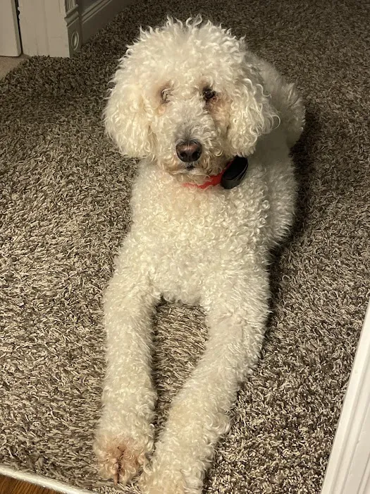 Animal Clinic of Lawrenceville Picture 2