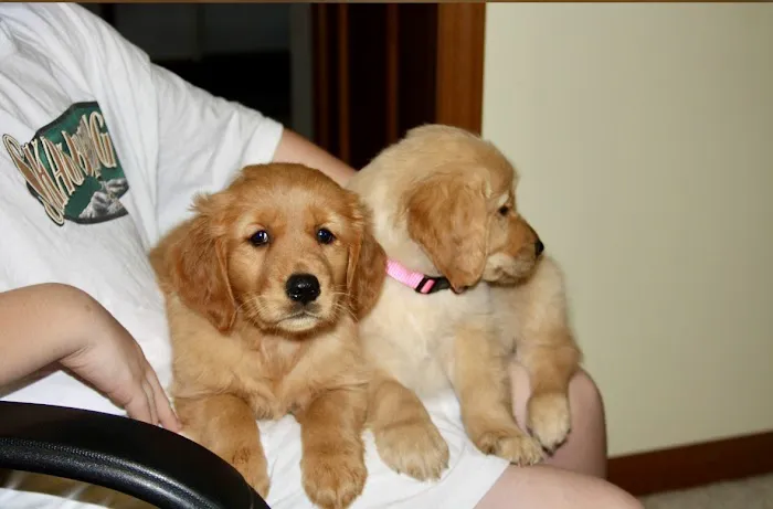 Animal Clinic of Lawrenceville Picture 1