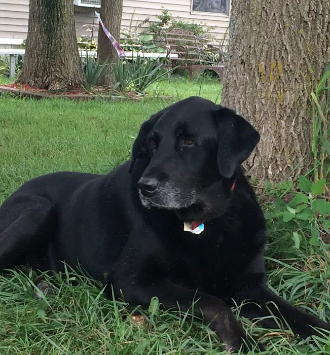 Animal Clinic of Lawrenceville Picture 3