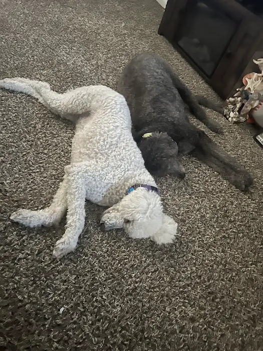 Animal Clinic of Lawrenceville Picture 5