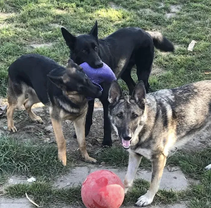 Animal Clinic of Lawrenceville Picture 4