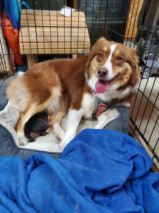 Animal Clinic of Lawrenceville Picture 10