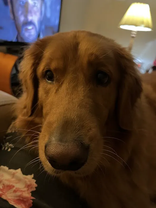 Animal Clinic of Lawrenceville Picture 6