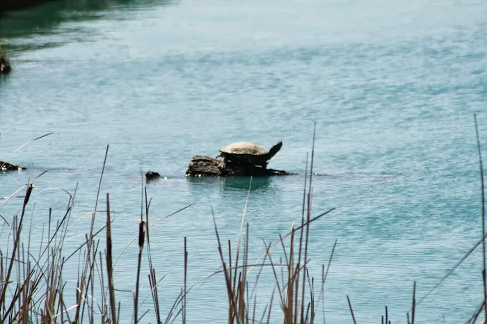 Animal Clinic of Lawrenceville Picture 7