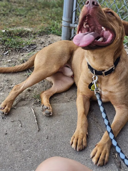 Animal Clinic of Lawrenceville Picture 9