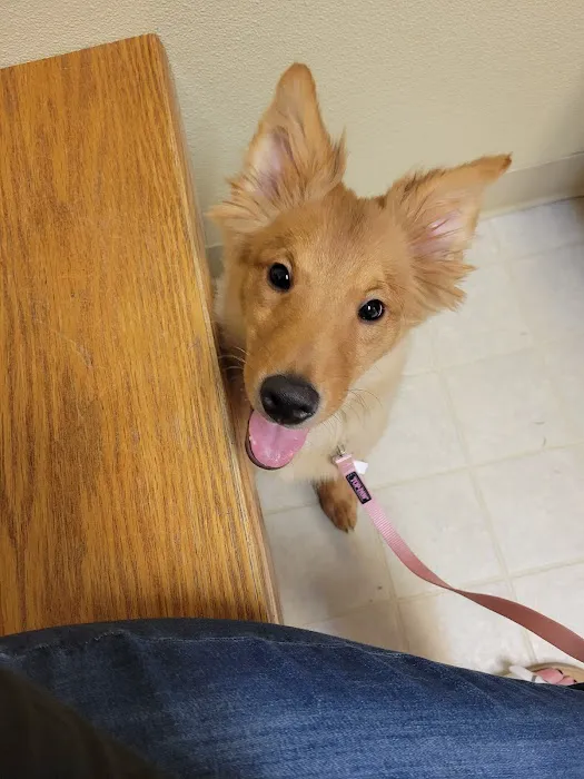 Animal Clinic of Lawrenceville Picture 8