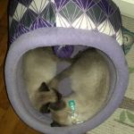 Lawrence County Animal Hospital