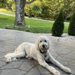 All God's Creatures Holistic Healthcare