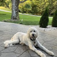 All God's Creatures Holistic Healthcare ico