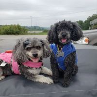 Dubois County Animal Hospital ico