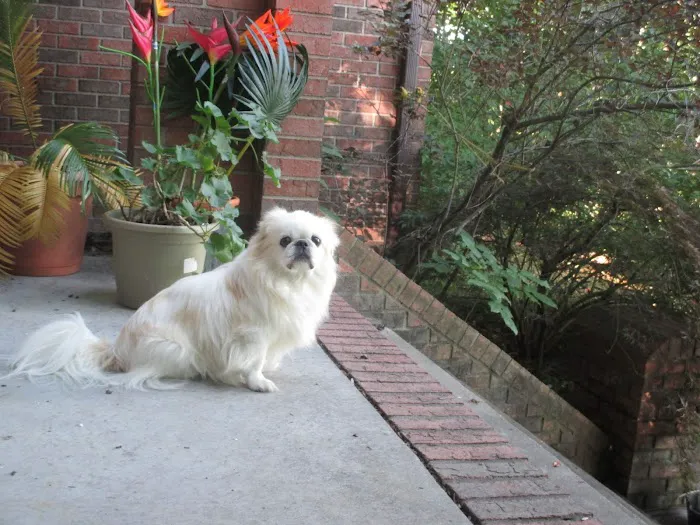 Animal Hospital South Inc Picture 3