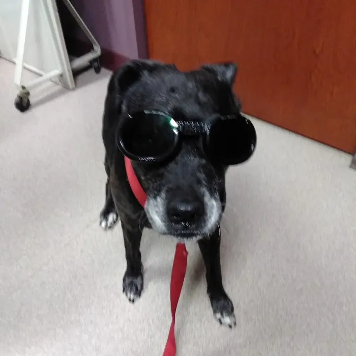 Animal Hospital South Inc Picture 4