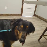 Madison Animal Clinic ico