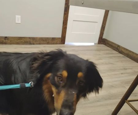 Madison Animal Clinic