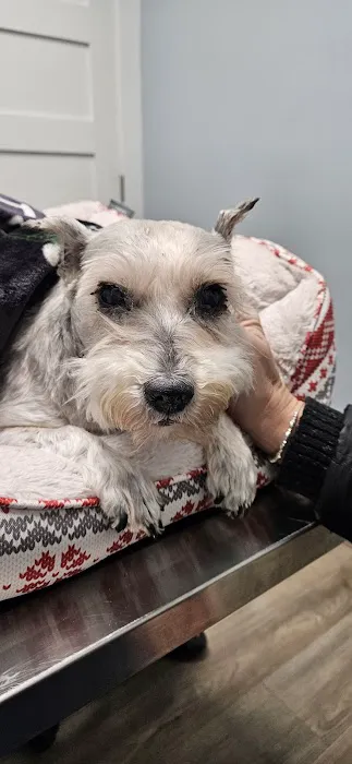 Madison Animal Clinic Picture 4