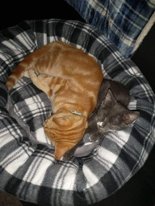 Madison Animal Clinic Picture 3