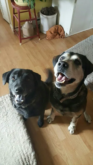 Madison Animal Clinic Picture 8