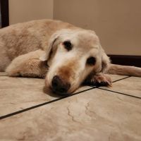 North Madison Veterinary Clinic ico