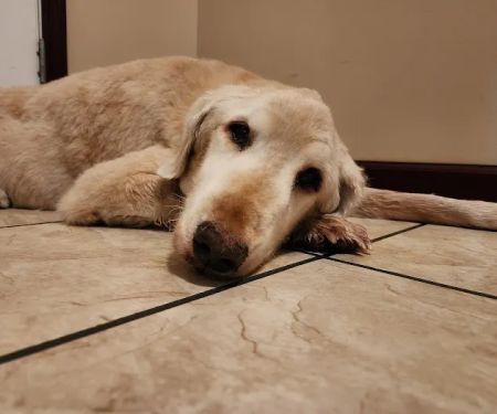 North Madison Veterinary Clinic