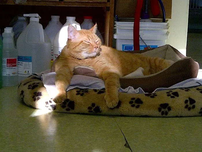 North Madison Veterinary Clinic Picture 4