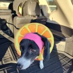 Carroll County Animal Clinic