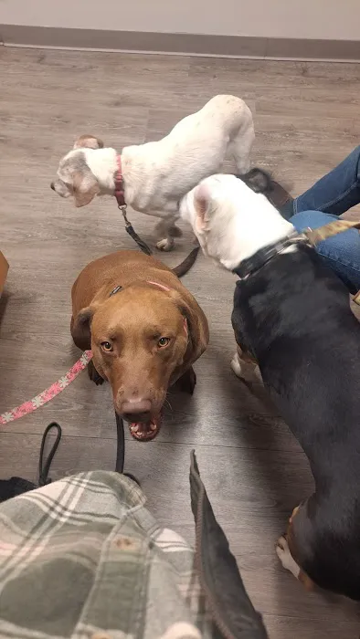 Carroll County Animal Clinic Picture 8