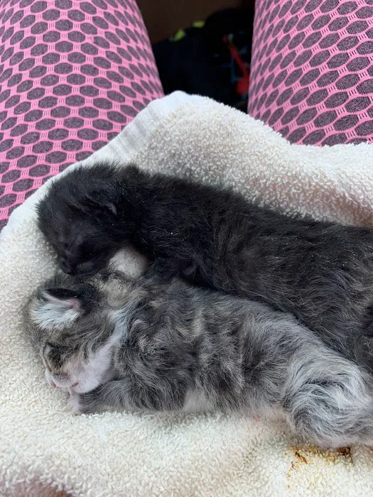 Carroll County Animal Clinic Picture 9
